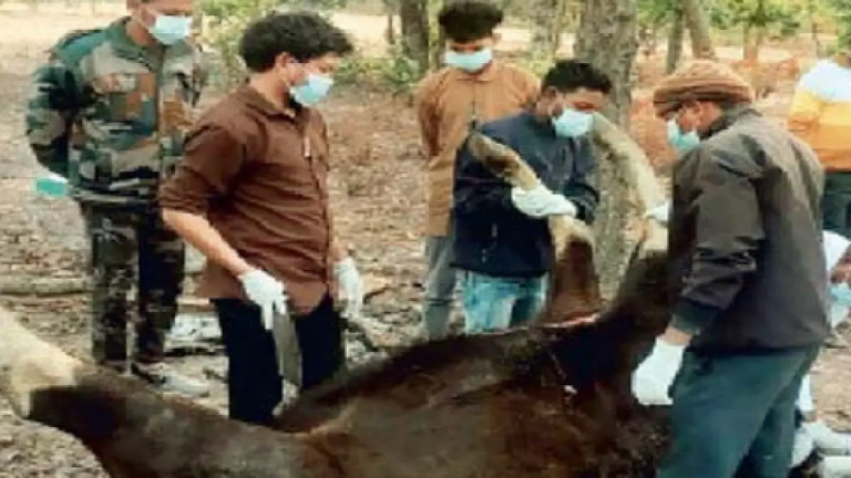 Death_bison_1740982054