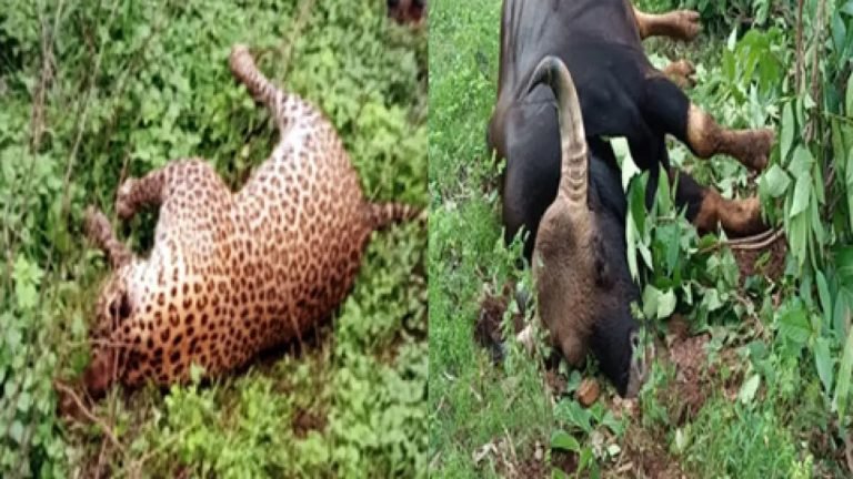Dead_Bodies_Leopard_Gaur_Found_1745298586